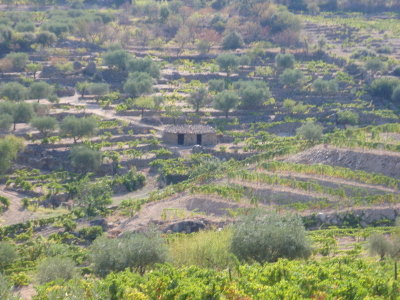 Hillside terracing.